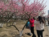 鄂州这片花海不要错过，过了这个月要再等一年