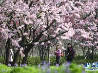 武汉东湖樱花节开幕