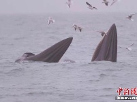 广西涠洲岛海域连现鲸鱼 个体识别超20头