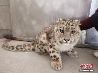 西藏村民发现幼年雪豹 寄存保护园待其长大放归自然