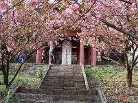 鄂州的名片——张裕钊樱花园（一）