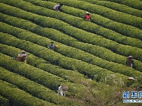 明前茶飘香 茶农采茶忙