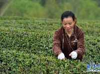 明前茶飘香 茶农采茶忙