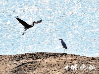 汉江湿地 鸟类家园
