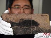 中国发现世界最早铰齿鱼类新属种 科学家将综合研究