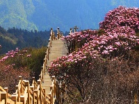 春夏旅游何处去？到神农架赏高山杜鹃花 感受神农文化