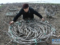 山东莱西农民：桃园“种”出座椅来 