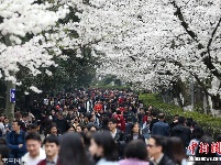 武汉大学迎赏樱高峰 游客扎堆校园内