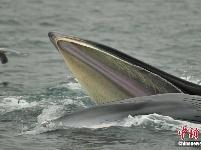 广西涠洲岛海域连现鲸鱼 个体识别超20头