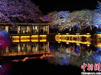 光影与花完美结合 无锡太湖鼋头渚夜樱美如画