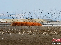山东青岛候鸟迁徙过境胶州湾 成壮观过境潮