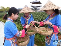 福鼎茶乡迎来白茶开茶季