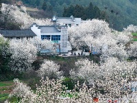 来十堰郧阳区樱桃沟村看美景