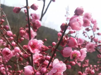 神农架踏春赏花秘笈！在这里邂逅绚烂春天（一）