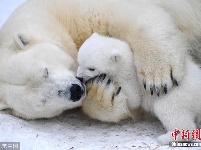 俄动物园北极熊宝宝挤妈妈怀里喝奶 画面温馨
