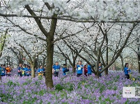 东湖绿道大学生半程马拉松樱花树下开跑