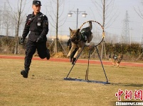 探访警犬“拉练”现场 一睹警犬展“绝技”