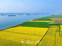 江陵县马家寨：花海沿江展卷十几公里