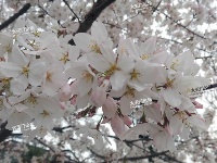 城市风光--欣赏樱花正当时