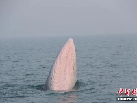 广西涠洲岛海域连现鲸鱼 个体识别超20头