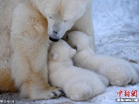 俄动物园北极熊宝宝挤妈妈怀里喝奶 画面温馨