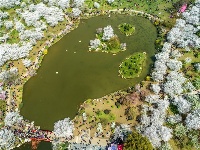 航拍大图！武汉东湖樱花园樱花怒放