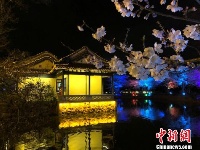 光影与花完美结合 无锡太湖鼋头渚夜樱美如画