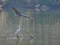 火烈鸟、苍鹭、黑天鹅...群鸟翔集武汉墨水湖湿地
