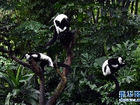广州：斑狐猴三胞胎正式与游客见面