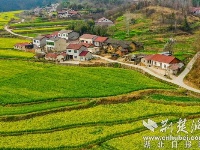 航拍荆门东宝油菜花海 黄绿相间如调色盘