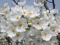 花如云，白似雪！老河口市梨花美醉