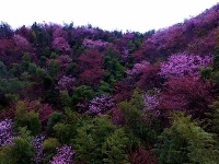 湖北有一片绝美野樱地！咸宁赤壁葛仙山万亩野樱花美哭游人