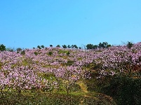 春光明媚，鄂州踏青赏花好去处！  