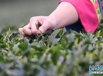 福鼎茶乡迎来白茶开茶季