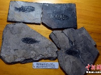 中国发现世界最早铰齿鱼类新属种 科学家将综合研究