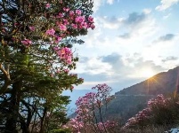 拥抱杜鹃花！五月，去神农架看不一样的杜鹃花 （一）