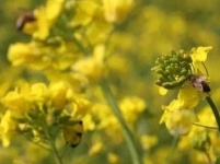 孝感三汊油菜基地：油菜花开满地黄，丛间蝶舞蜜蜂忙