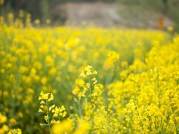 看金黄染遍山野，来孝感赏最美油菜花