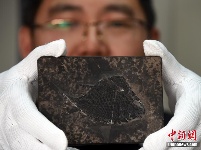 中国发现世界最早铰齿鱼类新属种 科学家将综合研究