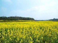 那一抹最美的金黄！来“小婺源”咸宁双溪油菜花基地赏油菜花