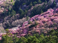 春夏旅游何处去？到神农架赏高山杜鹃花 感受神农文化