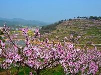 春光明媚，鄂州踏青赏花好去处！  