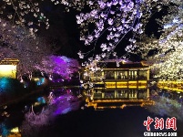 光影与花完美结合 无锡太湖鼋头渚夜樱美如画