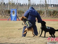 探访警犬“拉练”现场 一睹警犬展“绝技”
