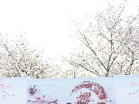 周末春暖放晴，市民漫步堤角樱花树下打卡