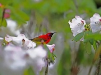 拥抱杜鹃花！五月，去神农架看不一样的杜鹃花 （二）