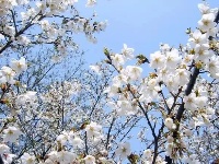 花如云，白似雪！老河口市梨花美醉