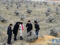 山东莱西农民：桃园“种”出座椅来 