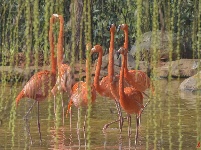 火烈鸟、苍鹭、黑天鹅...群鸟翔集武汉墨水湖湿地