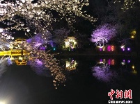 光影与花完美结合 无锡太湖鼋头渚夜樱美如画
